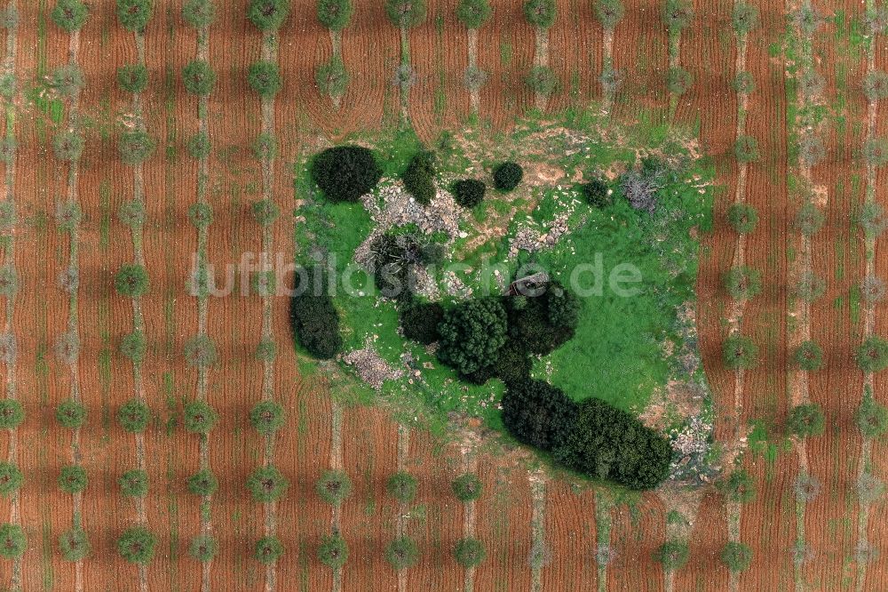 Senkrecht-Luftbild Santanyí - Senkrechtluftbild Baumreihen einer Obstanbau- Plantage auf einem Feld nördlich von Santanyí auf der balearischen Mittelmeerinsel Mallorca, Spanien