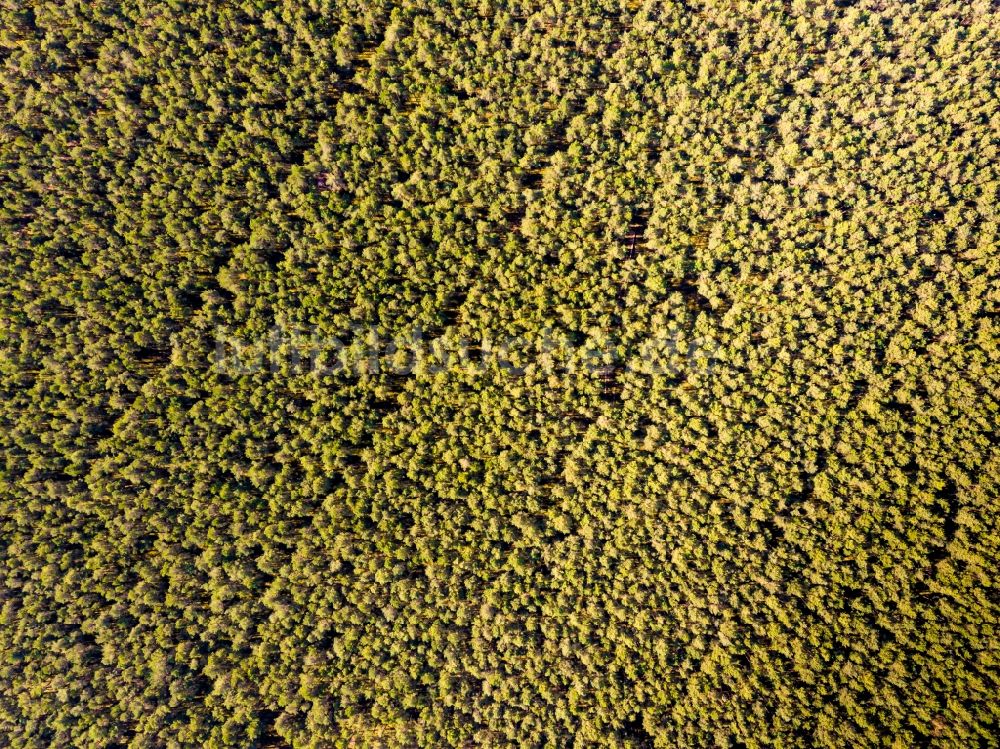 Senkrecht-Luftbild Grünheide (Mark) - Senkrechtluftbild Baumspitzen in einem Waldgebiet in Grünheide (Mark) im Bundesland Brandenburg, Deutschland