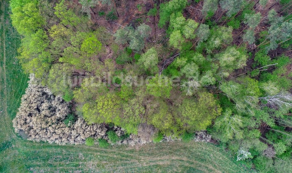 Senkrecht-Luftbild Sieversdorf - Senkrechtluftbild Blattaustrieb in einem Waldgebiet in Sieversdorf im Bundesland Brandenburg, Deutschland