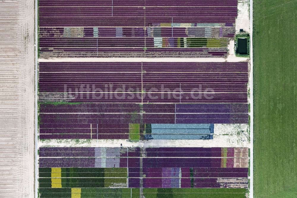 Senkrecht-Luftbild Lüttelbracht - Senkrechtluftbild Bunte Beet- Reihen auf einem Feld zur Blumenzucht in Lüttelbracht im Bundesland Nordrhein-Westfalen, Deutschland