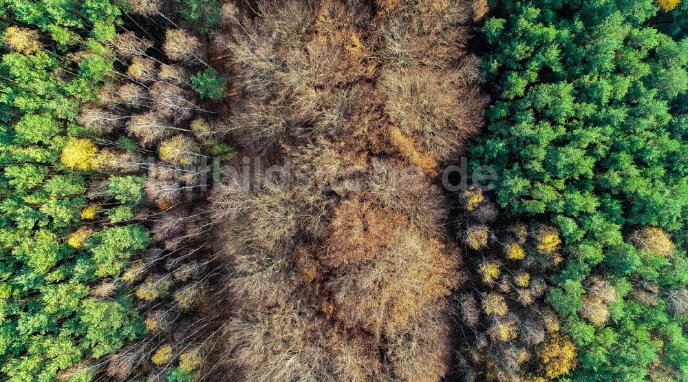Senkrecht-Luftbild Sieversdorf - Senkrechtluftbild Entlaubte kahle Baumspitzen in einem Waldgebiet in Sieversdorf im Bundesland Brandenburg, Deutschland