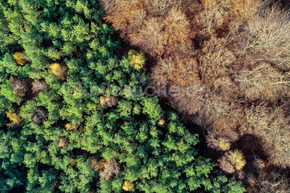 Senkrecht-Luftbild Sieversdorf - Senkrechtluftbild Entlaubte kahle Baumspitzen in einem Waldgebiet in Sieversdorf im Bundesland Brandenburg, Deutschland