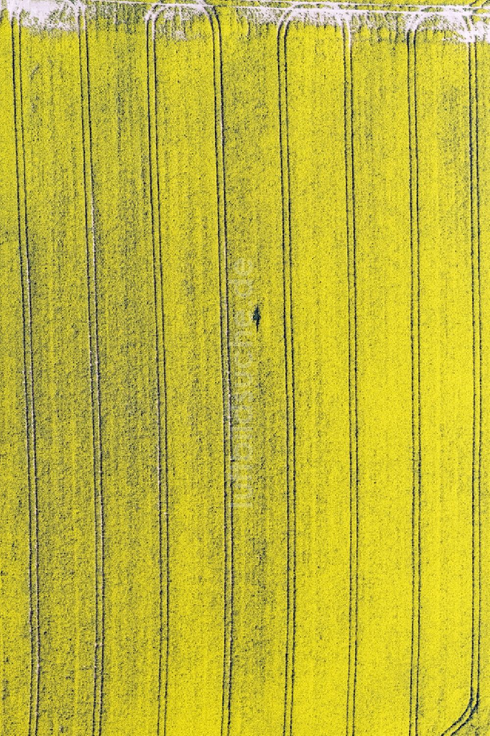 Senkrecht-Luftbild Freihung - Senkrechtluftbild Feld- Landschaft gelb blühender Raps- Blüten in Freihung im Bundesland Bayern, Deutschland