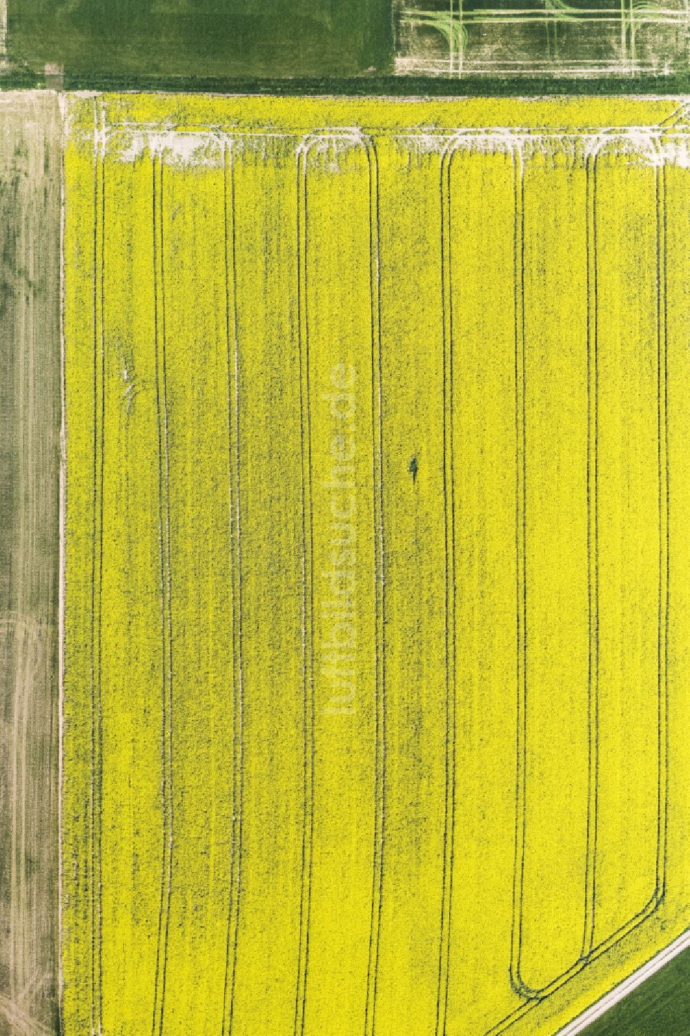 Senkrecht-Luftbild Freihung - Senkrechtluftbild Feld- Landschaft gelb blühender Raps- Blüten in Freihung im Bundesland Bayern, Deutschland