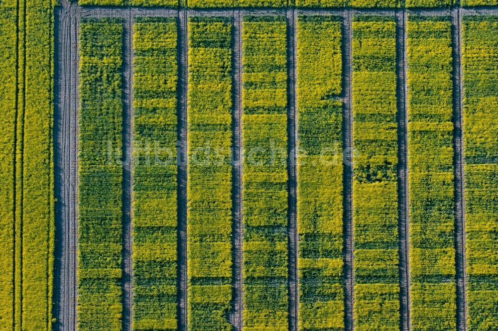 Senkrecht-Luftbild Gispersleben - Senkrechtluftbild Feld- Landschaft gelb blühender Raps- Blüten in Gispersleben im Bundesland Thüringen, Deutschland