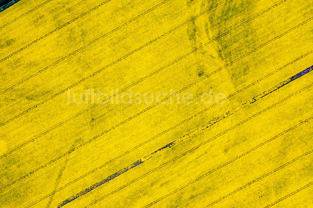 Senkrecht-Luftbild Oderaue - Senkrechtluftbild Feld- Landschaft gelb blühender Raps- Blüten in Neuküstrinchen im Bundesland Brandenburg, Deutschland