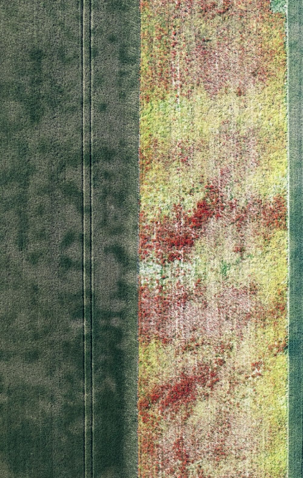 Senkrecht-Luftbild Erlenbach bei Kandel - Senkrechtluftbild Feld- Landschaft rot blühender Mohn- Blüten in Erlenbach bei Kandel im Bundesland Rheinland-Pfalz, Deutschland