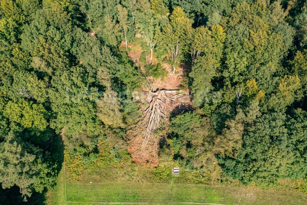 Senkrecht-Luftbild Schorfheide - Senkrechtluftbild Forstgebiete in einem Waldgebiet in der Schorfheide, Silkebuche im Bundesland Brandenburg, Deutschland