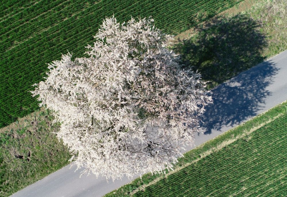 Senkrecht-Luftbild Zeschdorf - Senkrechtluftbild Frühjahrs- Baumreihe an einem Feldrand in Zeschdorf im Bundesland Brandenburg, Deutschland