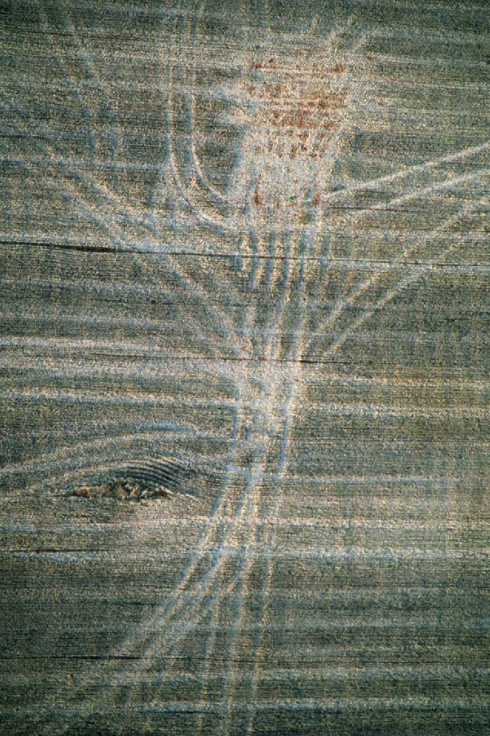 Senkrecht-Luftbild Binisalem - Senkrechtluftbild Getreidefeld- Strukturen in Binisalem in Islas Baleares, Spanien