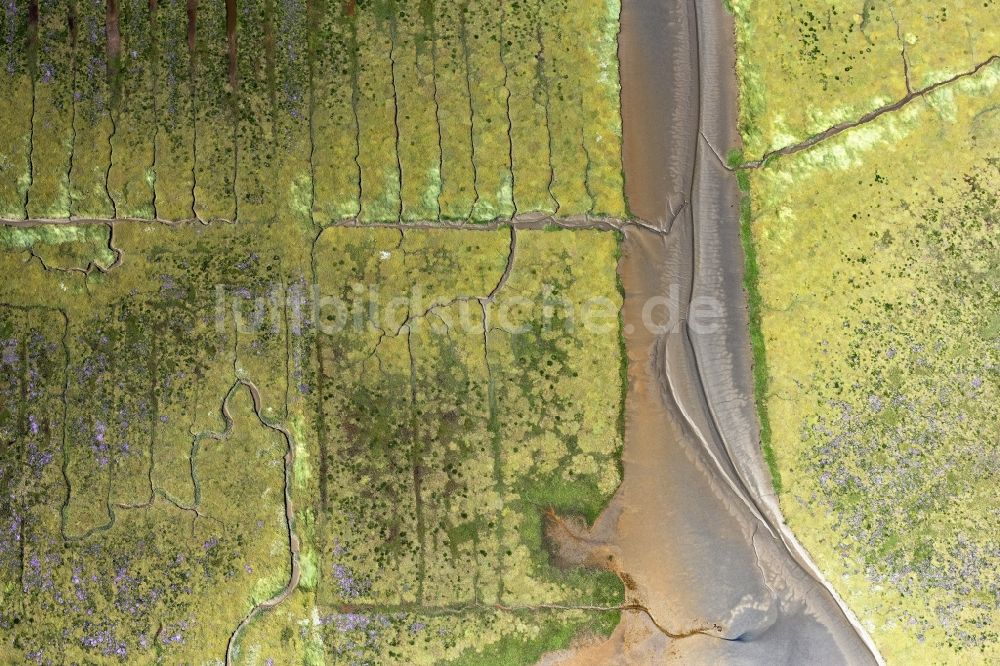 Senkrecht-Luftbild Westerhever - Senkrechtluftbild Grasflächen- Strukturen einer Salzwiesen- Landschaft der Nordsee in Westerhever im Bundesland Schleswig-Holstein, Deutschland
