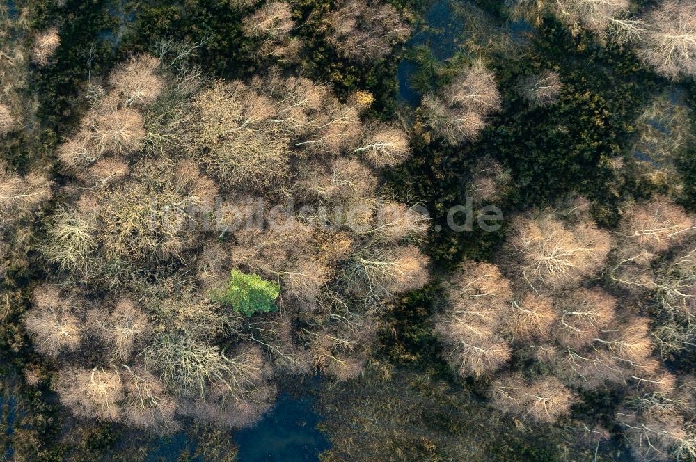 Senkrecht-Luftbild Vettweiß - Senkrechtluftbild Herbstlich bunt gefärbte Laubbaum- Baumspitzen in einem Waldgebiet in Vettweiß im Bundesland Nordrhein-Westfalen, Deutschland