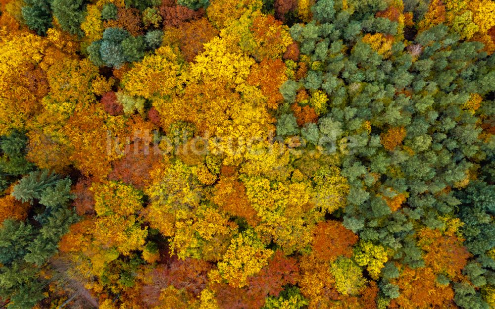 Senkrecht-Luftbild Eberswalde - Senkrechtluftbild Herbstluftbild Laubbaum- Baumspitzen in einem Waldgebiet in Eberswalde im Bundesland Brandenburg, Deutschland