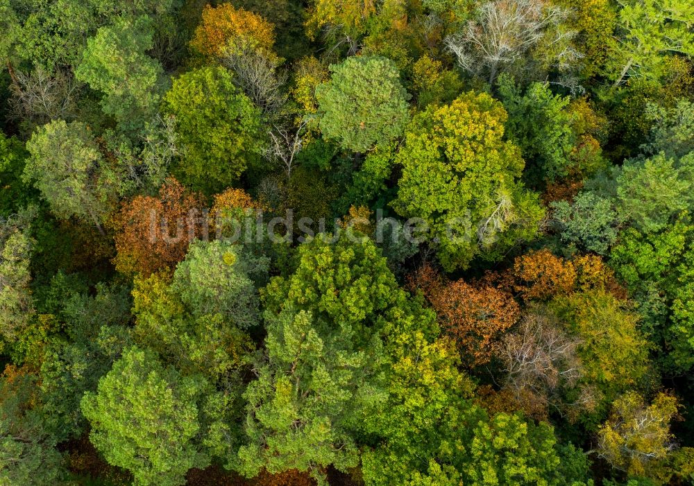 Senkrecht-Luftbild Beelitz - Senkrechtluftbild Laubbaum- Baumspitzen in einem Waldgebiet in Beelitz im Bundesland Brandenburg, Deutschland