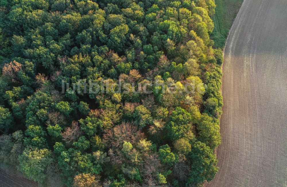 Senkrecht-Luftbild Lietzen - Senkrechtluftbild Laubbaum- Baumspitzen in einem Waldgebiet in Lietzen im Bundesland Brandenburg, Deutschland
