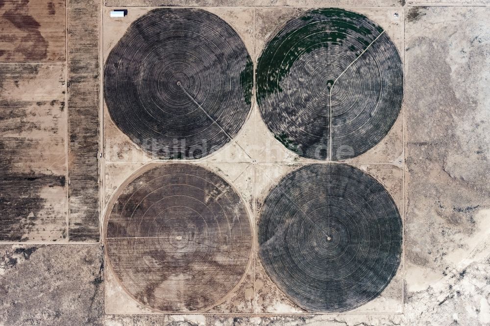 Senkrecht-Luftbild Dolan Springs - Senkrechtluftbild Pivot- Bewässerungsanlage auf landwirtschaftlichen Feldern der Wüste in Dolan Springs in Arizona, USA