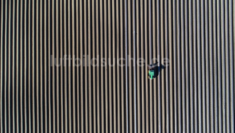 Senkrecht-Luftbild Beelitz - Senkrechtluftbild Reihen mit Spargel- Anbau auf Feld- Flächen in Beelitz im Bundesland Brandenburg, Deutschland