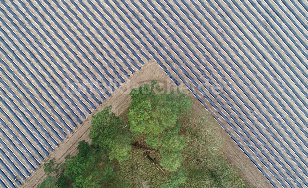 Senkrecht-Luftbild Beelitz - Senkrechtluftbild Reihen mit Spargel- Anbau auf Feld- Flächen in Beelitz im Bundesland Brandenburg, Deutschland