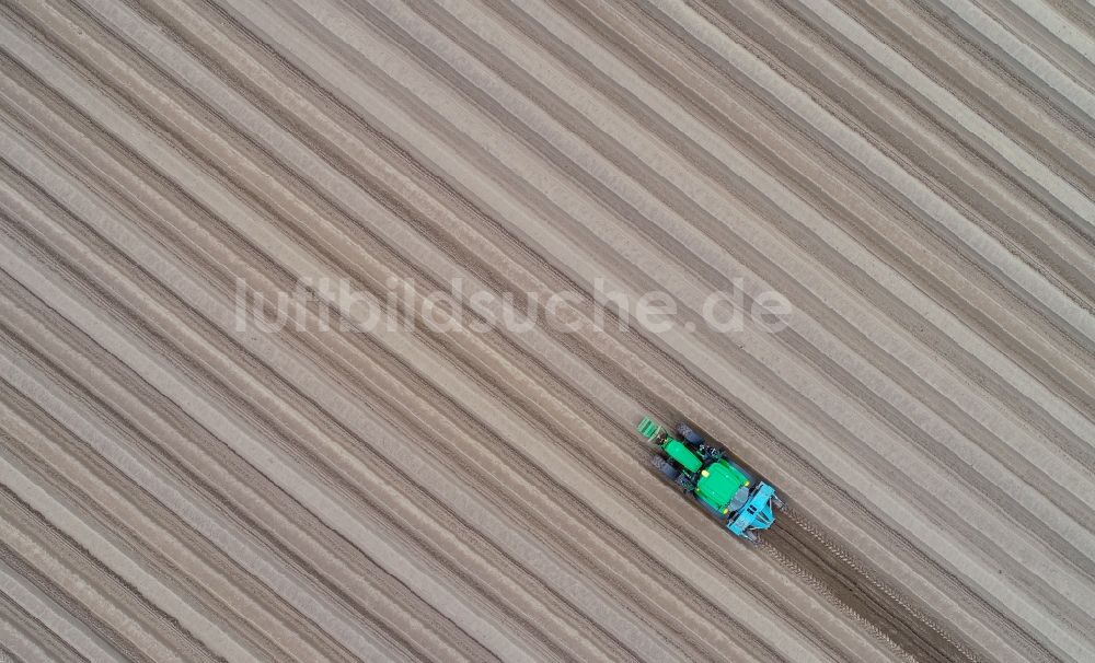Senkrecht-Luftbild Dürrenhofe - Senkrechtluftbild Reihen mit Spargel- Anbau auf Feld- Flächen in Dürrenhofe im Bundesland Brandenburg, Deutschland