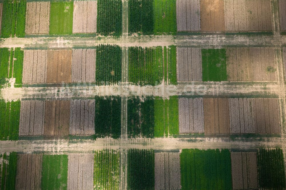 Senkrecht-Luftbild Plieningen - Senkrechtluftbild Strukturen auf landwirtschaftlichen Feldern in Plieningen im Bundesland Baden-Württemberg, Deutschland