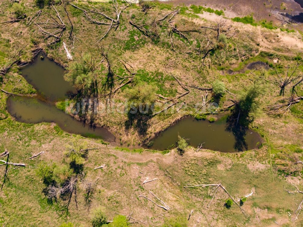 Senkrecht-Luftbild Küstriner Vorland - Senkrechtluftbild Uferbereiche am Oder - Flußverlauf in Küstriner Vorland in Lubuskie Lebus, Polen