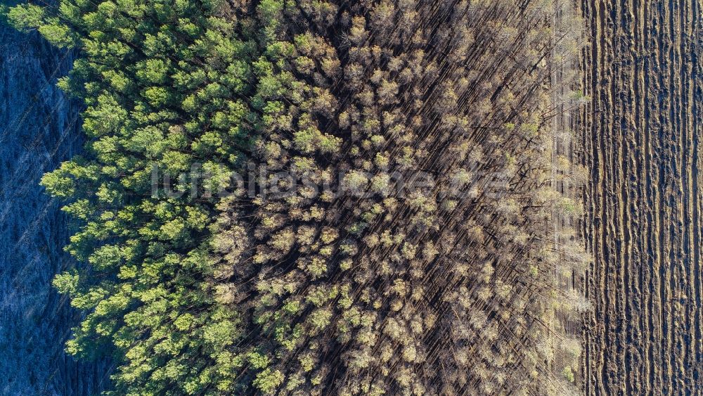 Senkrecht-Luftbild Klausdorf - Senkrechtluftbild vernichteter Baumbestand in einem Waldgebiet in Treuenbrietzen im Bundesland Brandenburg, Deutschland