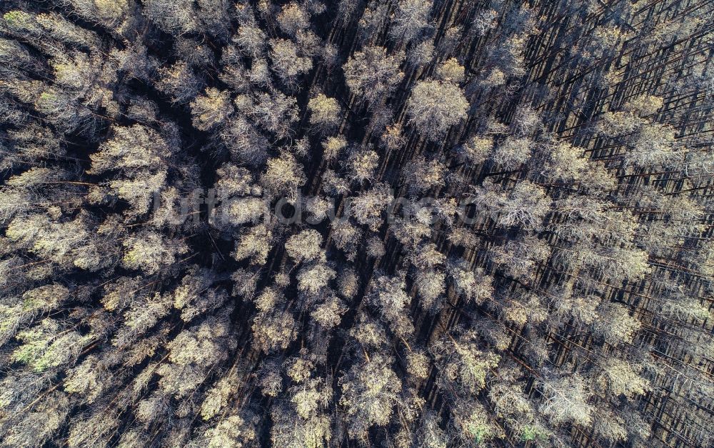 Senkrecht-Luftbild Klausdorf - Senkrechtluftbild vernichteter Baumbestand in einem Waldgebiet in Treuenbrietzen im Bundesland Brandenburg, Deutschland