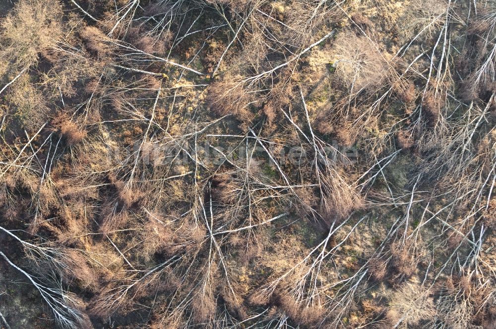 Senkrecht-Luftbild Kreuzau - Senkrechtluftbild Vernichteter Baumbestand in einem Waldgebiet in Vettweiß im Bundesland Nordrhein-Westfalen, Deutschland