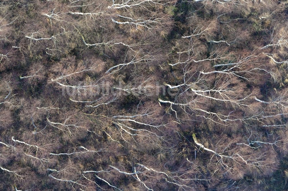 Senkrecht-Luftbild Kreuzau - Senkrechtluftbild Vernichteter Baumbestand in einem Waldgebiet in Vettweiß im Bundesland Nordrhein-Westfalen, Deutschland