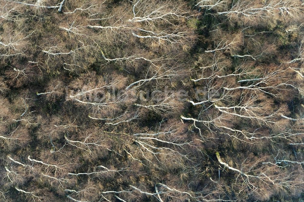 Senkrecht-Luftbild Vettweiß - Senkrechtluftbild Vernichteter Baumbestand in einem Waldgebiet in Vettweiß im Bundesland Nordrhein-Westfalen, Deutschland, Sturmschaden