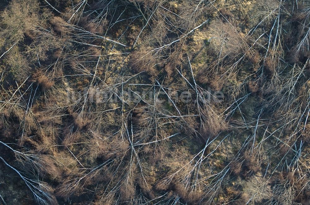 Senkrecht-Luftbild Vettweiß - Senkrechtluftbild Vernichteter Baumbestand in einem Waldgebiet in Vettweiß im Bundesland Nordrhein-Westfalen, Deutschland, Sturmschaden